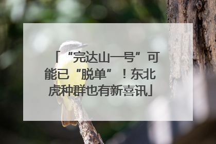 “完达山一号”可能已“脱单”！东北虎种群也有新喜讯