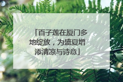 百子莲在厦门多地绽放，为盛夏增添清凉与诗意