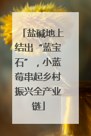 盐碱地上结出“蓝宝石”，小蓝莓串起乡村振兴全产业链