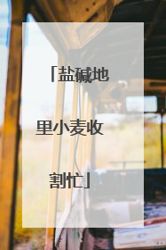 盐碱地里小麦收割忙