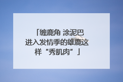 缠鹿角 涂泥巴 进入发情季的雄鹿这样“秀肌肉”