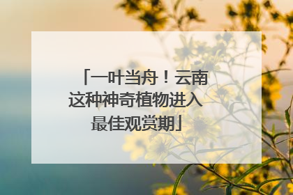 一叶当舟！云南这种神奇植物进入最佳观赏期