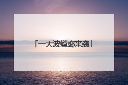 一大波螳螂来袭