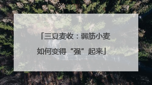 三夏麦收：弱筋小麦如何变得“强”起来