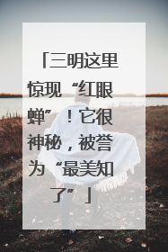 三明这里惊现“红眼蝉”！它很神秘，被誉为“最美知了”