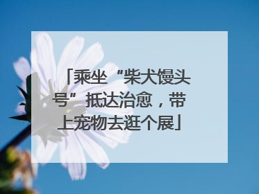 乘坐“柴犬馒头号”抵达治愈，带上宠物去逛个展