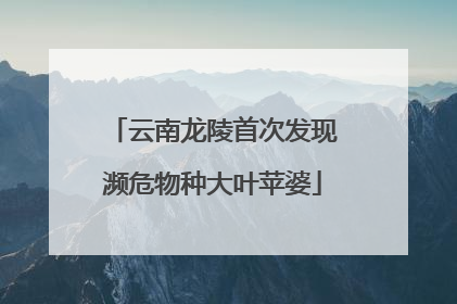 云南龙陵首次发现濒危物种大叶苹婆
