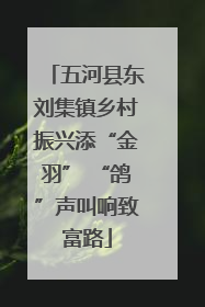 五河县东刘集镇乡村振兴添“金羽” “鸽”声叫响致富路