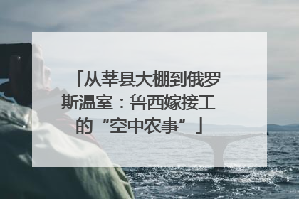 从莘县大棚到俄罗斯温室：鲁西嫁接工的“空中农事”