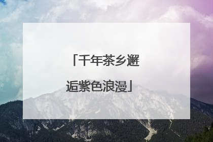 千年茶乡邂逅紫色浪漫