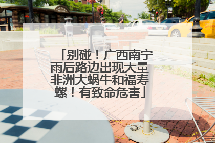 别碰！广西南宁雨后路边出现大量非洲大蜗牛和福寿螺！有致命危害