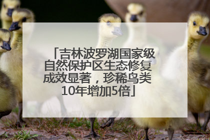 吉林波罗湖国家级自然保护区生态修复成效显著，珍稀鸟类10年增加5倍