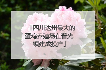 四川达州最大的蛋鸡养殖场在普光镇建成投产