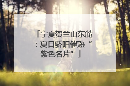 宁夏贺兰山东麓：夏日骄阳催熟“紫色名片”