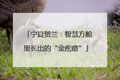 宁夏贺兰：智慧方舱里长出的“金疙瘩”