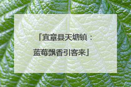 宜章县天塘镇：蓝莓飘香引客来