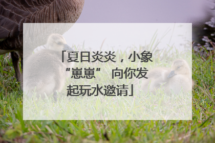 夏日炎炎，小象“崽崽” 向你发起玩水邀请