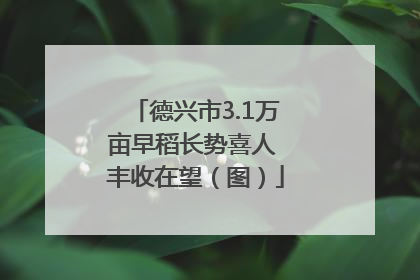 德兴市3.1万亩早稻长势喜人 丰收在望（图）