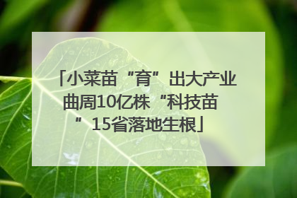 小菜苗“育”出大产业 曲周10亿株“科技苗”15省落地生根