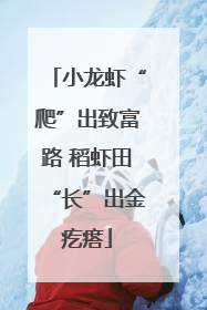 小龙虾“爬”出致富路 稻虾田“长”出金疙瘩