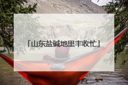 山东盐碱地里丰收忙