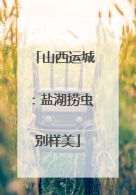 山西运城：盐湖捞虫别样美