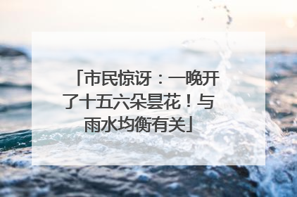 市民惊讶：一晚开了十五六朵昙花！与雨水均衡有关