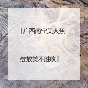 广西南宁美人蕉绽放美不胜收