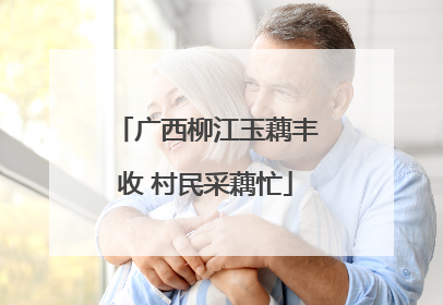 广西柳江玉藕丰收 村民采藕忙
