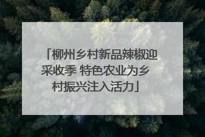 柳州乡村新品辣椒迎采收季 特色农业为乡村振兴注入活力