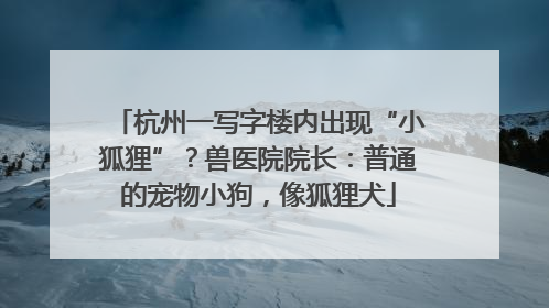 杭州一写字楼内出现“小狐狸”？兽医院院长：普通的宠物小狗，像狐狸犬