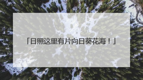 日照这里有片向日葵花海！