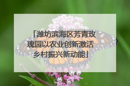 潍坊滨海区芳青玫瑰园以农业创新激活乡村振兴新动能