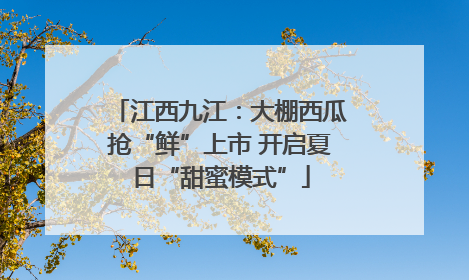 江西九江：大棚西瓜抢“鲜”上市 开启夏日“甜蜜模式”
