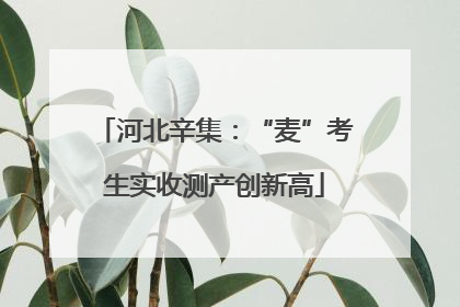 河北辛集：“麦”考生实收测产创新高