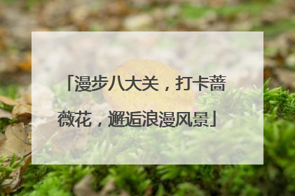漫步八大关，打卡蔷薇花，邂逅浪漫风景