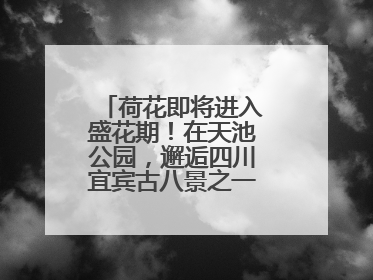 荷花即将进入盛花期！在天池公园，邂逅四川宜宾古八景之一“天池晚照”