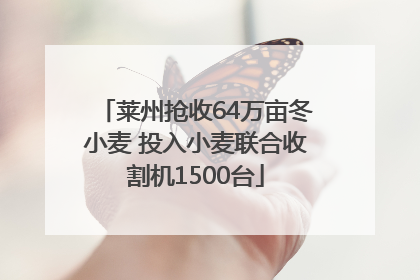 莱州抢收64万亩冬小麦 投入小麦联合收割机1500台