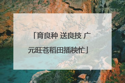 育良种 送良技 广元旺苍稻田插秧忙