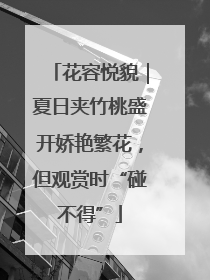 花容悦貌｜夏日夹竹桃盛开娇艳繁花，但观赏时“碰不得”