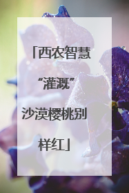 西农智慧“灌溉” 沙漠樱桃别样红