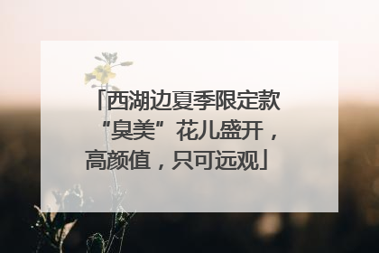 西湖边夏季限定款“臭美”花儿盛开，高颜值，只可远观