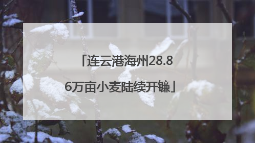 连云港海州28.86万亩小麦陆续开镰