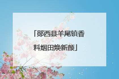郧西县羊尾镇香料烟田焕新颜