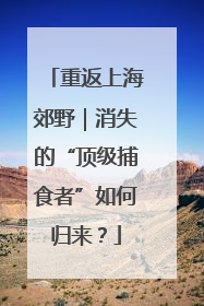 重返上海郊野｜消失的“顶级捕食者”如何归来？