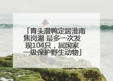 青头潜鸭定居淮南焦岗湖 最多一次发现104只，属国家一级保护野生动物