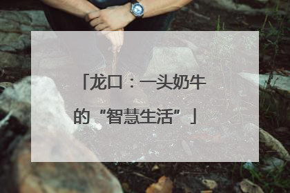 龙口：一头奶牛的“智慧生活”