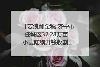 麦浪翻金穗 济宁市任城区32.28万亩小麦陆续开镰收割