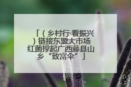 （乡村行·看振兴）链接东盟大市场 红菌撑起广西藤县山乡“致富伞”